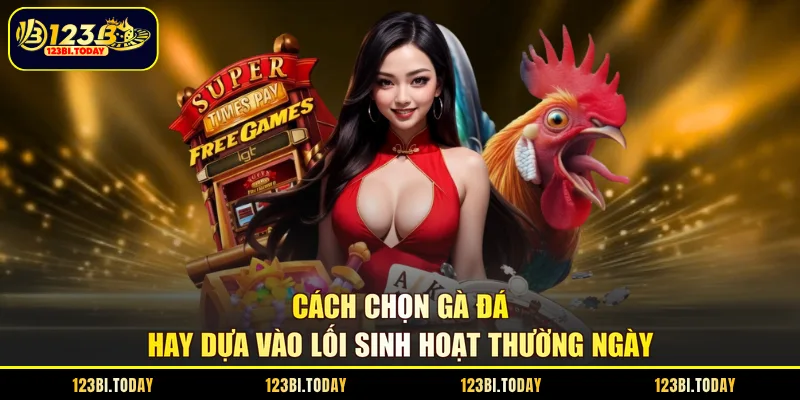 Cách chọn gà đá hay dựa vào lối sinh hoạt thường ngày