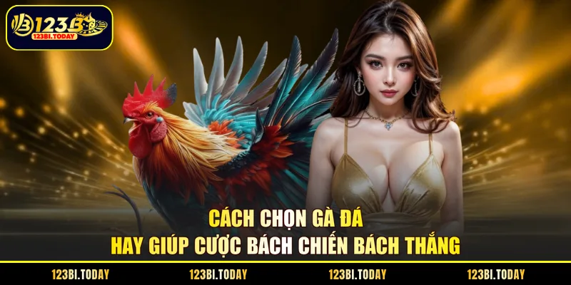 cách chọn gà đá hay
