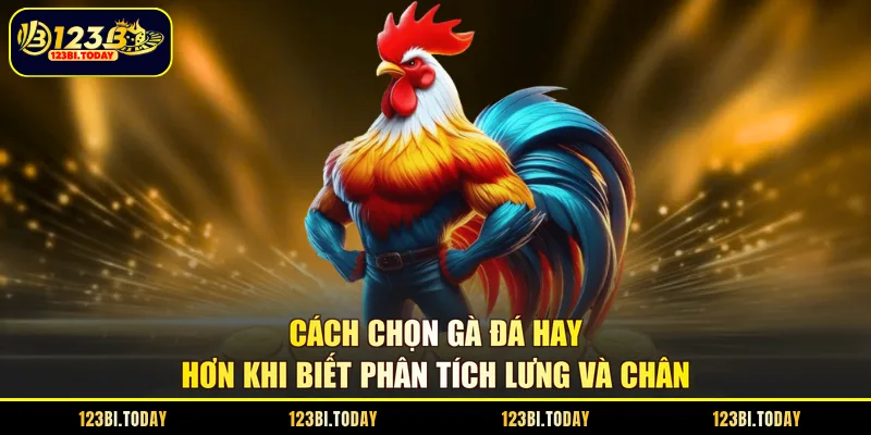 Cách chọn gà đá hay hơn khi biết phân tích lưng và chân